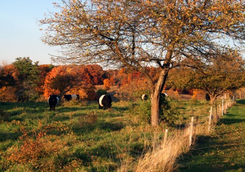Post image for Breakneck Hill Cows leaving the hill