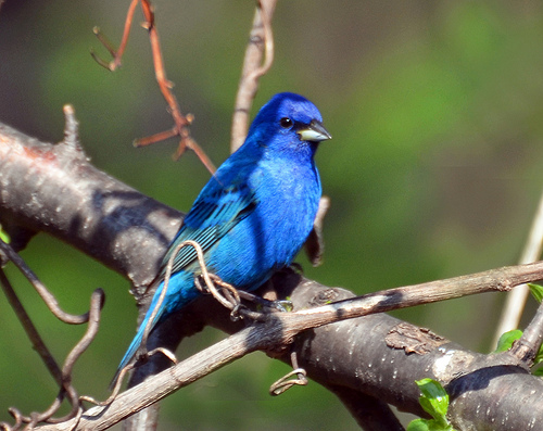 Post image for Bird Walk at Breakneck Hill this Saturday