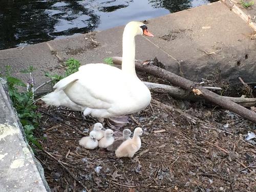 Post image for Photo Gallery: Make way for ugly ducklings on Middle Road