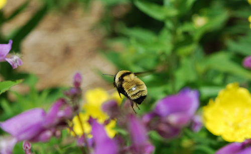 Post image for Help rare pollinators – workshop August 1 (Updated)