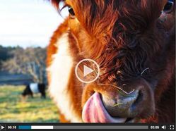 Post image for Belties leaving the pasture Sunday