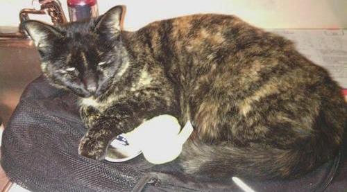 Post image for Is this your cat?