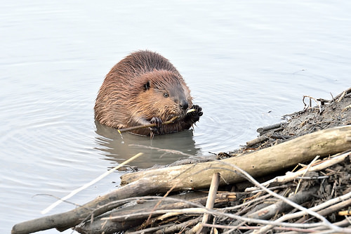 Post image for Events this week: Beaver solutions, hiking, wildlife tracking and more (Updated)
