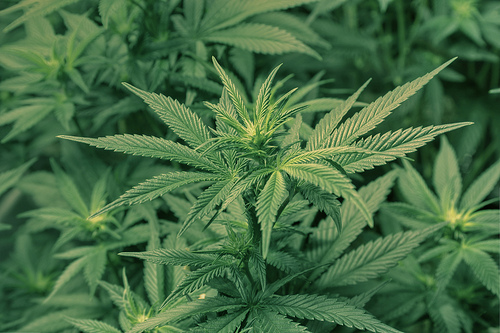 Post image for Town pursuing ban of “Recreational Marijuana” – public hearing Feb 27