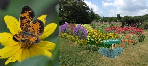 Post image for Learn how to entice butterflies and help pollinators – April 26
