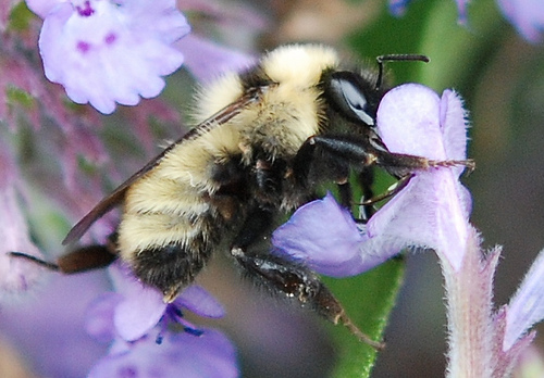 Post image for Protecting Bumblebees – February 7