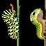 Thumbnail image for Caterpillar Lab for kids and adults – June 7th (Updated)