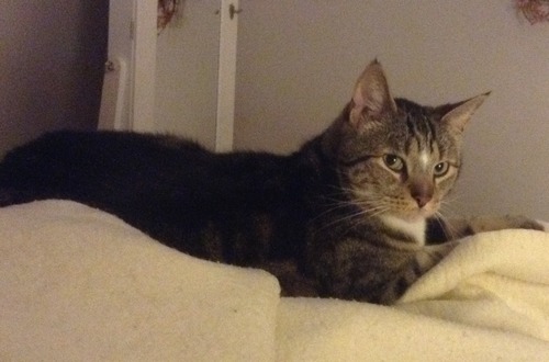 Post image for Missing cat from Valley Road