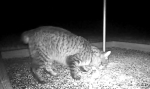 Post image for Is your cat lost?