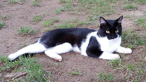 Post image for Is this your cat?