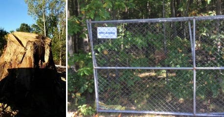 Post image for St. Mark’s clearing trees for solar array (despite active appeal) (Updated)