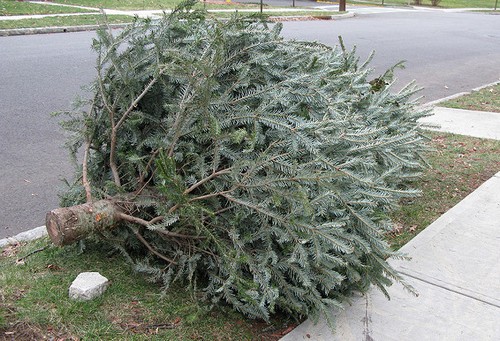 Post image for Reminder: Christmas Tree pickup is Saturday