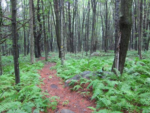 Post image for Reminder – Seeking Artist submissions to Art on the Trails by Monday (May 1)