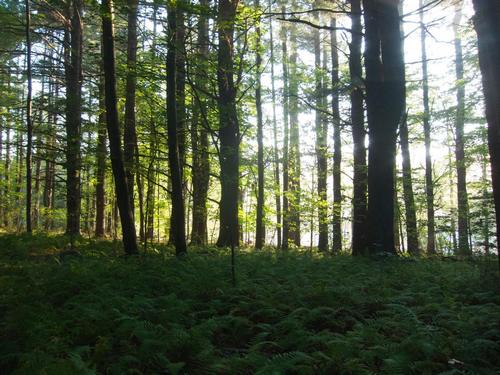Post image for Evening Strolls – monthly walks begin May 6th (Updated)