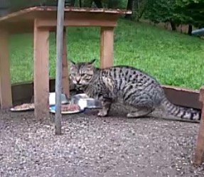 Post image for Are you missing him? Cat found(?)