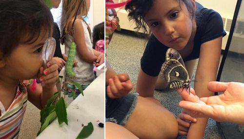Post image for Caterpillars, Live for all ages – June 15