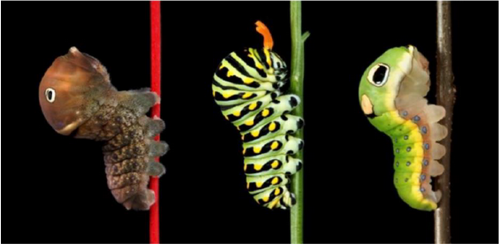 Post image for Events this week: Caterpillar Lab, concerts, and Girl Scouts service (Updated – Again)