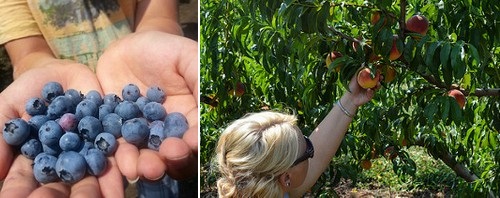 Post image for Where to pick summer fruit