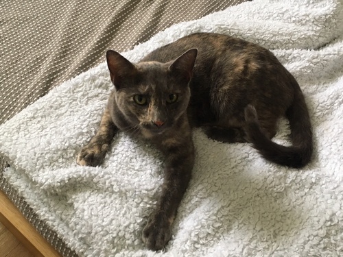 Post image for Missing her? Cat found on Moulton Road (Updated)