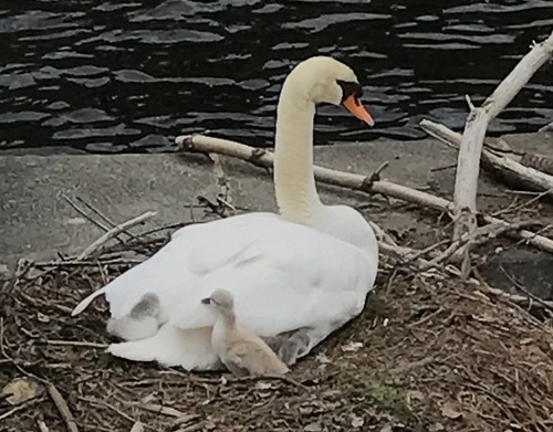 Post image for Where are the cygnets? Looking for news on Southborough’s swans