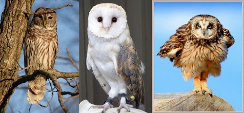 Post image for Live Owls at the Library – February 21