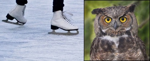Post image for Events this week: Free Skate, World of Owls, Jewelry Making, Senior Bingo, and Tall Tales
