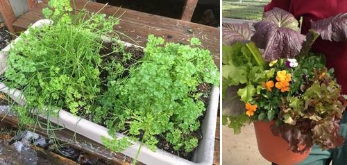 Post image for Garden beds at the Senior Center: Demos and ongoing opportunity