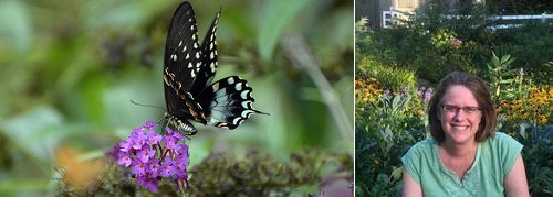 Post image for Butterfly & Hummingbird Gardens w/Ellen Sousa – May 15