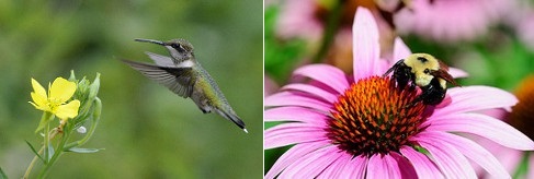 Post image for Supporting Pollinators and SOLF Annual Meeting – May 9th