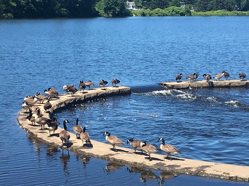 Post image for Enjoying the view: Geese on Middle Road