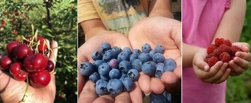 Post image for Where to pick your own summer fruit