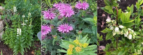 Post image for Garden tour celebrates native plants – Sunday (Updated)