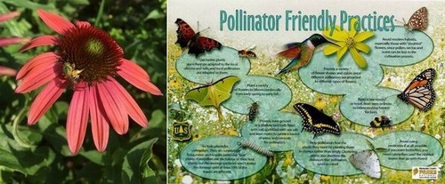 Post image for Protecting nature: Pesticide dangers, organic gardening, and supporting pollinators