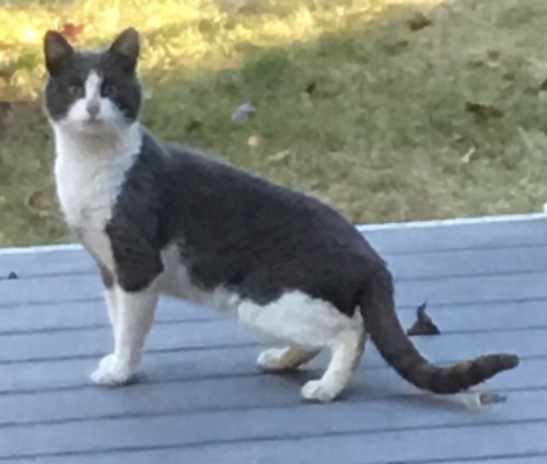 Post image for Miss me? Cat found near Oregon Road