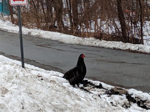 Post image for Missing a Chicken? Bird spotted on the loose
