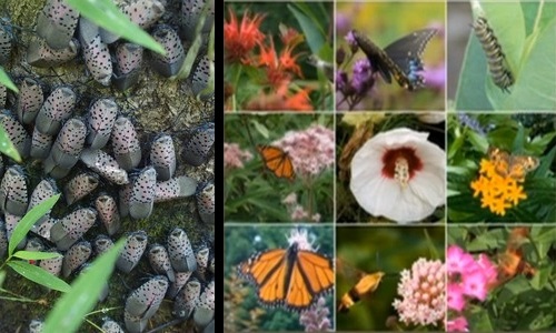 Post image for Town Meeting: Article to replace invasive plants – attempts to ward off a devastating insect invasion, preserve historic stone walls, support pollinators, and beautify Open Space