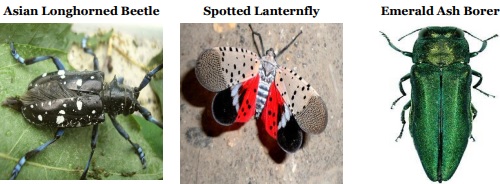 Post image for Endangered Trees: Invasive Insects – April 4th