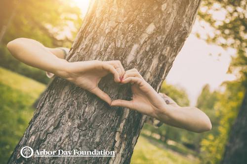 Post image for Arbor Day news: Proclamation, Tree City USA status, and reminder of Town’s planting program