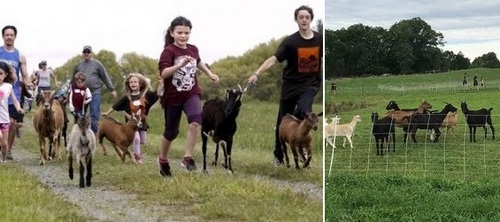 Post image for Running with the Goats – Saturday