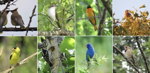 Post image for Audobon Bird Walk – Wednesday morning