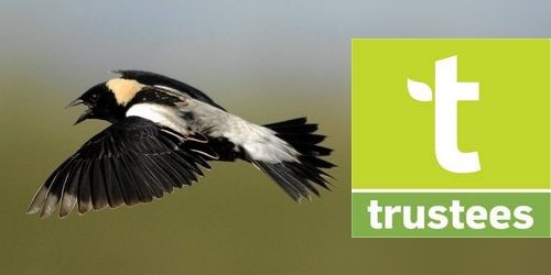 Post image for Discover the Bobolinks Hike – Thursday