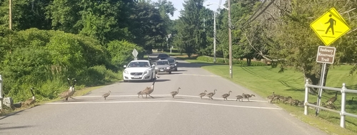 Post image for Photos: Law abiding geese
