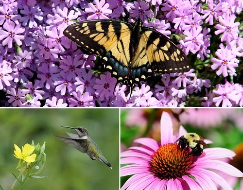 Post image for Supporting Wildlife in your Backyard – Tuesday