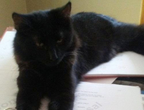 Post image for “Here, Deon”: Owner seeking lost cat