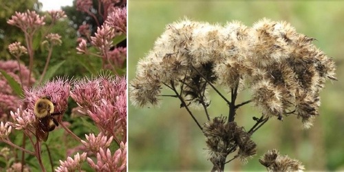 Post image for Native Plant Seed Collection Workshop – Sunday at Breakneck Hill