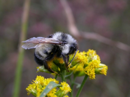 Post image for The People-Plant-Pollinator Connection – Sunday