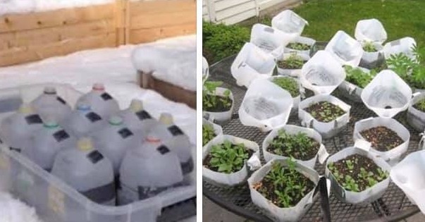 Post image for Native Seed Workshops: Winter sowing, preceded by more cleaning (Updated)