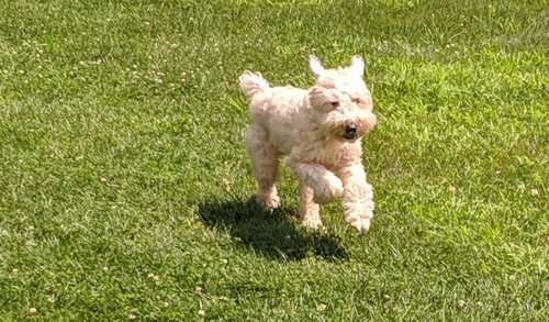 Post image for Missing Dog: Have you seen “Dayle”? (Update)
