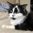 Thumbnail image for Owner seeking lost cat (Updated – found)
