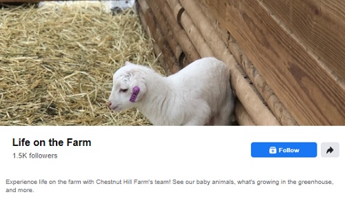 Post image for Chestnut Hill Farm posting Life on the Farm live video series